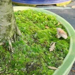 Mykorrhiza Spezial Buche, 500ml -Bonsai Verkaufe dh1mykbu5004