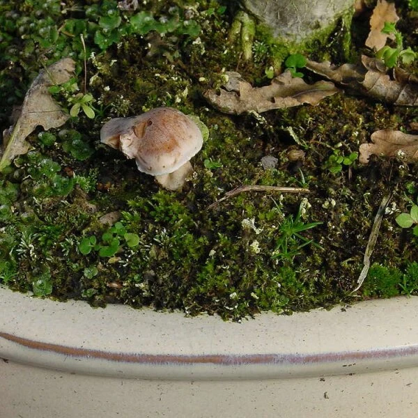 Bonsai Verkaufe -Bonsai Verkaufe dh2mykl2503