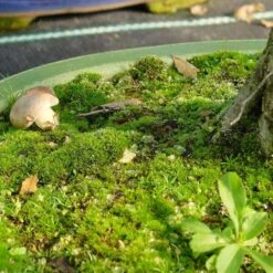 Mykorrhiza L Zur Bodenbeimpfung, 250ml -Bonsai Verkaufe dh2mykl2504