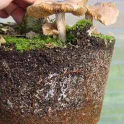 Mykorrhiza N Zur Bodenbeimpfung, 250ml -Bonsai Verkaufe dh2mykn2503