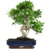 Banyanfeige, Bonsai, 14 Jahre, 58cm -Bonsai Verkaufe ificret141 06