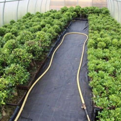 Banyanfeige, Bonsai, 14 Jahre, 58cm -Bonsai Verkaufe ificret141 063