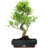 Banyanfeige, Bonsai, 14 Jahre, 58cm -Bonsai Verkaufe ificret141 07