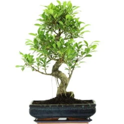 Banyanfeige, Bonsai, 14 Jahre, 58cm