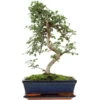 Chinesische Ulme, Bonsai, 11 Jahre, 42cm -Bonsai Verkaufe iulmpar111 62