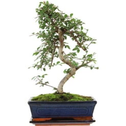 Chinesische Ulme, Bonsai, 11 Jahre, 42cm
