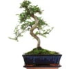 Chinesische Ulme, Bonsai, 11 Jahre, 40cm -Bonsai Verkaufe iulmpar111 73