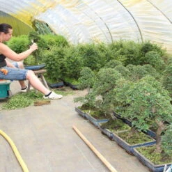 Chinesische Ulme, Bonsai, 11 Jahre, 40cm -Bonsai Verkaufe iulmpar111 734