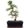 Chinesische Ulme, Bonsai, 11 Jahre, 39cm -Bonsai Verkaufe iulmpar111 94