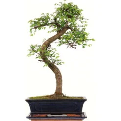 Chinesische Ulme, Bonsai, 12 Jahre, 52cm
