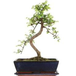 Chinesische Ulme, Bonsai, 12 Jahre, 45cm