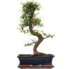 Chinesische Ulme, Bonsai, 12 Jahre, 50cm -Bonsai Verkaufe iulmpar121 99