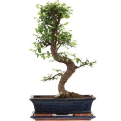 Chinesische Ulme, Bonsai, 12 Jahre, 50cm