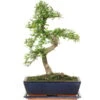 Chinesische Ulme, Bonsai, 12 Jahre, 48cm -Bonsai Verkaufe iulmpar122 21