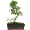 Chinesische Ulme, Bonsai, 12 Jahre, 45cm