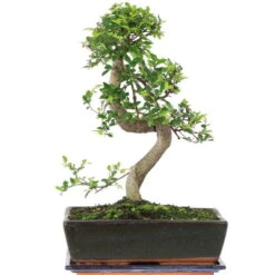 Chinesische Ulme, Bonsai, 12 Jahre, 45cm