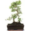 Chinesische Ulme, Bonsai, 12 Jahre, 47cm -Bonsai Verkaufe iulmpar122 93