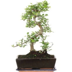 Chinesische Ulme, Bonsai, 12 Jahre, 47cm
