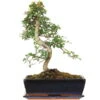 Chinesische Ulme, Bonsai, 12 Jahre, 44cm -Bonsai Verkaufe iulmpar123 05
