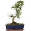 Chinesische Ulme, Bonsai, 12 Jahre, 44cm -Bonsai Verkaufe iulmpar123 10