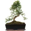 Chinesische Ulme, Bonsai, 12 Jahre, 39cm