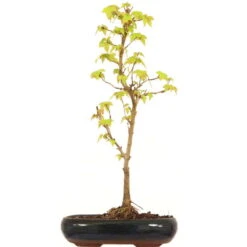 Dreispitzahorn, Bonsai, 9 Jahre, 43cm