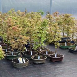 Dreispitzahorn, Bonsai, 9 Jahre, 49cm -Bonsai Verkaufe oacebue091 333