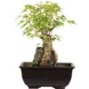 Dreispitzahorn, Bonsai, 9 Jahre, 24cm -Bonsai Verkaufe oacebue094 01