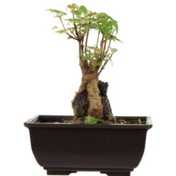 Dreispitzahorn, Bonsai, 9 Jahre, 21cm