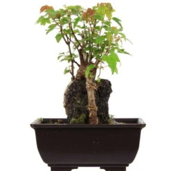 Dreispitzahorn, Bonsai, 9 Jahre, 23cm
