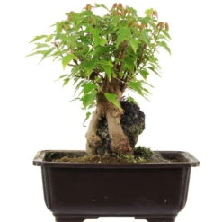 Dreispitzahorn, Bonsai, 11 Jahre, 23cm