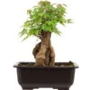 Dreispitzahorn, Bonsai, 11 Jahre, 25cm -Bonsai Verkaufe oacebue111 12