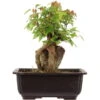Dreispitzahorn, Bonsai, 11 Jahre, 24cm -Bonsai Verkaufe oacebue111 21