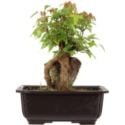 Dreispitzahorn, Bonsai, 11 Jahre, 24cm