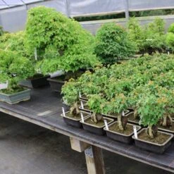 Dreispitzahorn, Bonsai, 11 Jahre, 24cm -Bonsai Verkaufe oacebue111 213