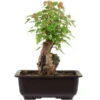 Dreispitzahorn, Bonsai, 11 Jahre, 27cm -Bonsai Verkaufe oacebue111 26