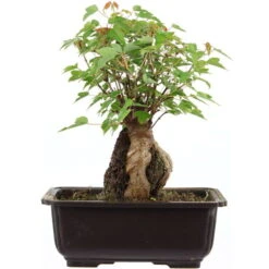 Dreispitzahorn, Bonsai, 11 Jahre, 25cm