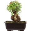 Dreispitzahorn, Bonsai, 11 Jahre, 24cm -Bonsai Verkaufe oacebue111 35