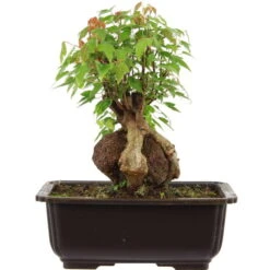 Dreispitzahorn, Bonsai, 11 Jahre, 24cm