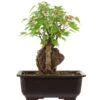 Dreispitzahorn, Bonsai, 11 Jahre, 26cm