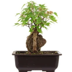 Dreispitzahorn, Bonsai, 11 Jahre, 26cm