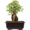 Dreispitzahorn, Bonsai, 11 Jahre, 26cm -Bonsai Verkaufe oacebue111 56