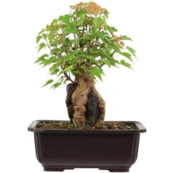 Dreispitzahorn, Bonsai, 11 Jahre, 26cm