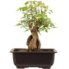 Dreispitzahorn, Bonsai, 11 Jahre, 27cm -Bonsai Verkaufe oacebue112 38