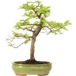 Europäische Hainbuche, Bonsai, 18 Jahre, 55cm