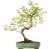 Europäische Hainbuche, Bonsai, 18 Jahre, 59cm -Bonsai Verkaufe ocarbet151 26
