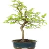Europäische Hainbuche, Bonsai, 18 Jahre, 57cm -Bonsai Verkaufe ocarbet151 33