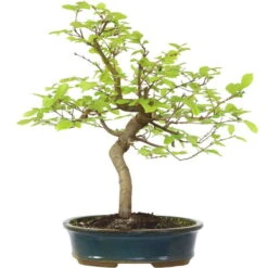 Europäische Hainbuche, Bonsai, 18 Jahre, 57cm