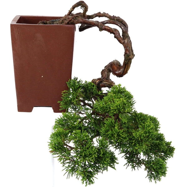 Bonsai Verkaufe -Bonsai Verkaufe ojunchi201 01