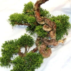 Chinesischer Wacholder, Bonsai, 20 Jahre, 32cm -Bonsai Verkaufe ojunchi201 013